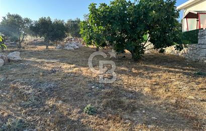 Menderes Çakaltepe 'de Tek Tapu Zeytinlik Yatırımlık Toprak