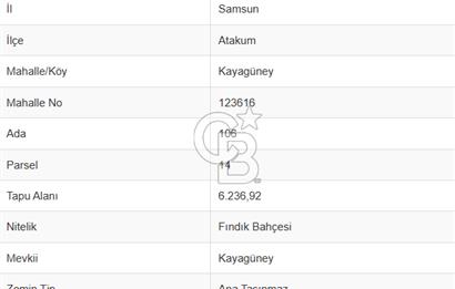 Atakum Kayagüney'de 12.457m2 Satılık Fındık Bahçesi