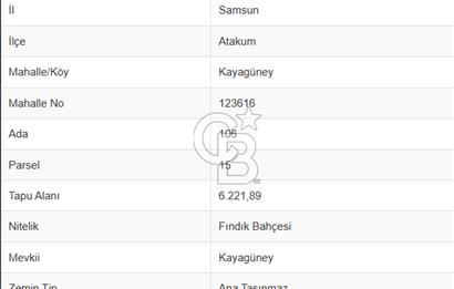 Atakum Kayagüney'de 12.457m2 Satılık Fındık Bahçesi