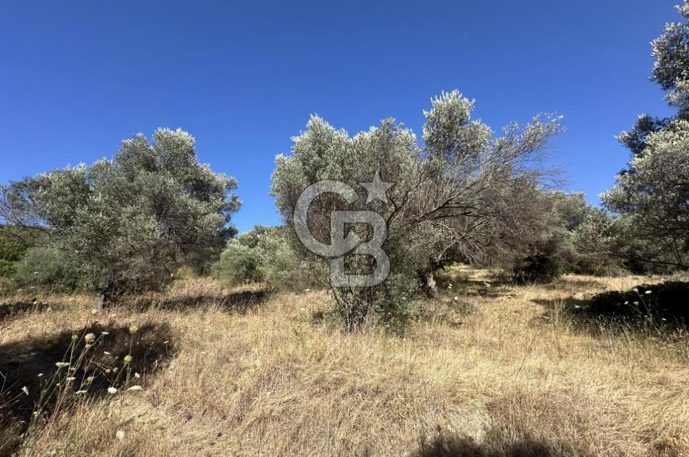 Özbek'te Emsalsiz Zeytin Ağaçlı Tarla