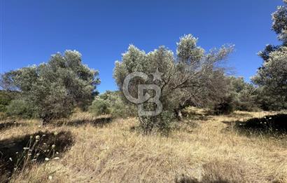 Özbek'te Emsalsiz Zeytin Ağaçlı Tarla