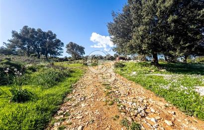 BODRUM KIZILAĞAÇ'TA YAŞAM BAHÇELERİ