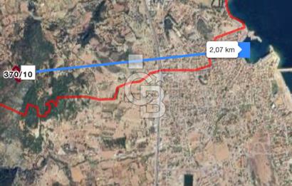 Mordoğan'da Kadastral yola cepheli fırsat zeytinli tarla