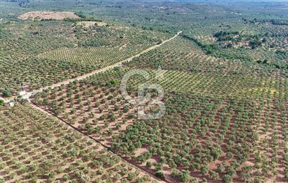 ÇANAKKALE EZİNE DARIKÖY'DE YOLA CEPHE SATILIK FIRSAT ZEYTİNLİK