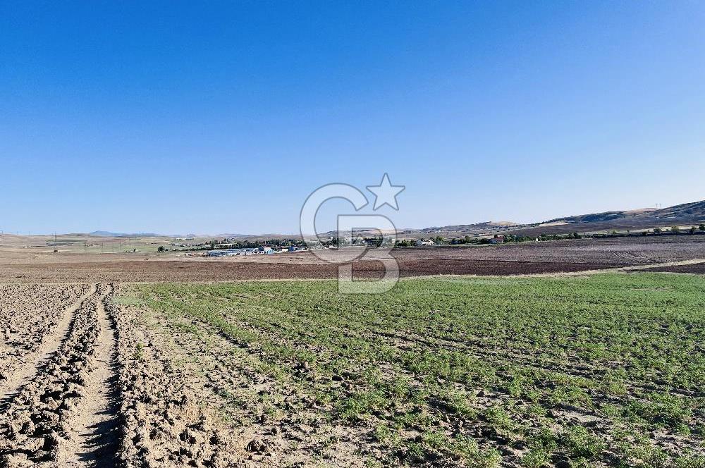 KONYA'DAN ANKARA GELİŞ YÖNÜNDE BEZİRHANE MAH. YOLA YAKIN HER İŞE UYGUN EKİLİ TARLA