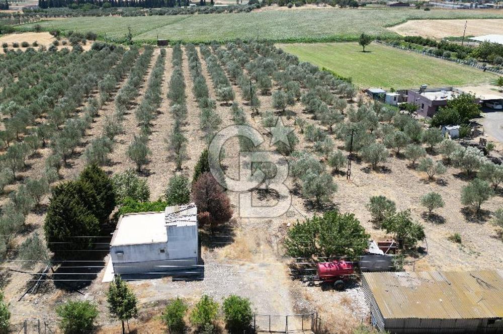 FOÇA ILIPINAR’DA MUHTEŞEM KONUMDA TARLA