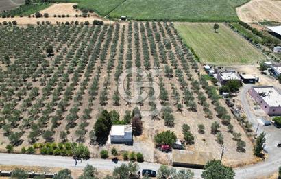 FOÇA ILIPINAR’DA MUHTEŞEM KONUMDA TARLA