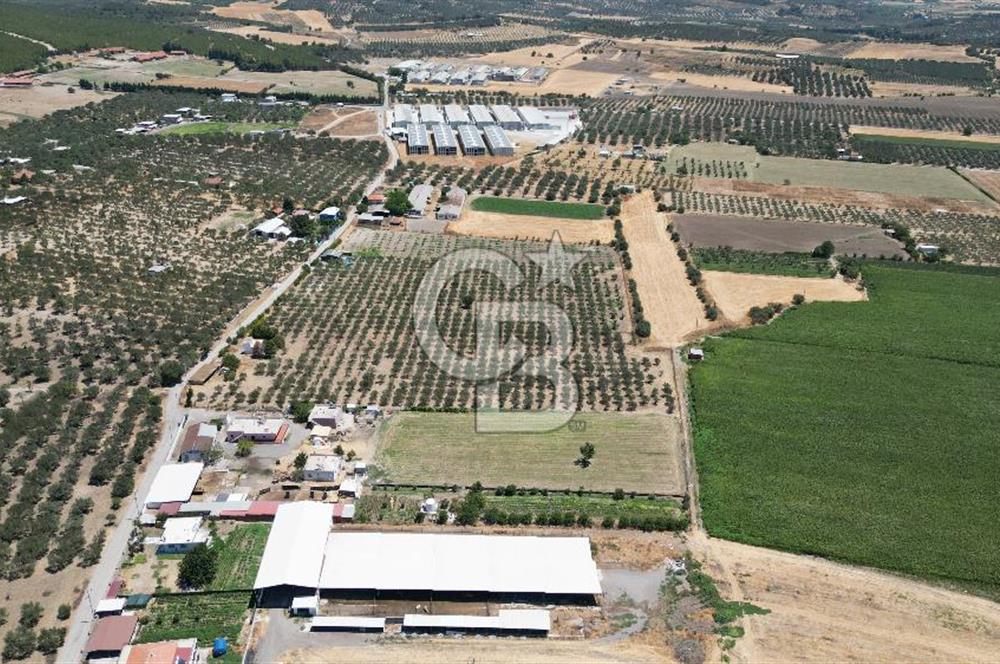 FOÇA ILIPINAR’DA MUHTEŞEM KONUMDA TARLA