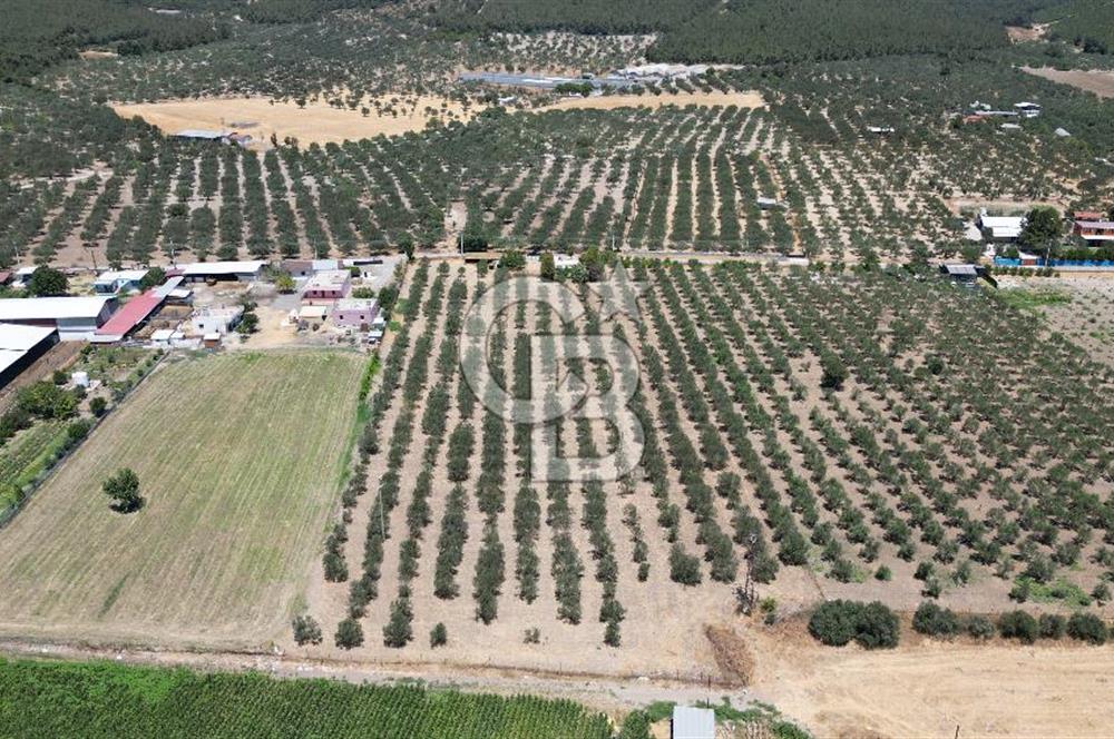 FOÇA ILIPINAR’DA MUHTEŞEM KONUMDA TARLA