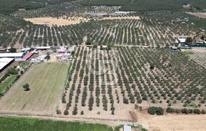 FOÇA ILIPINAR’DA MUHTEŞEM KONUMDA TARLA