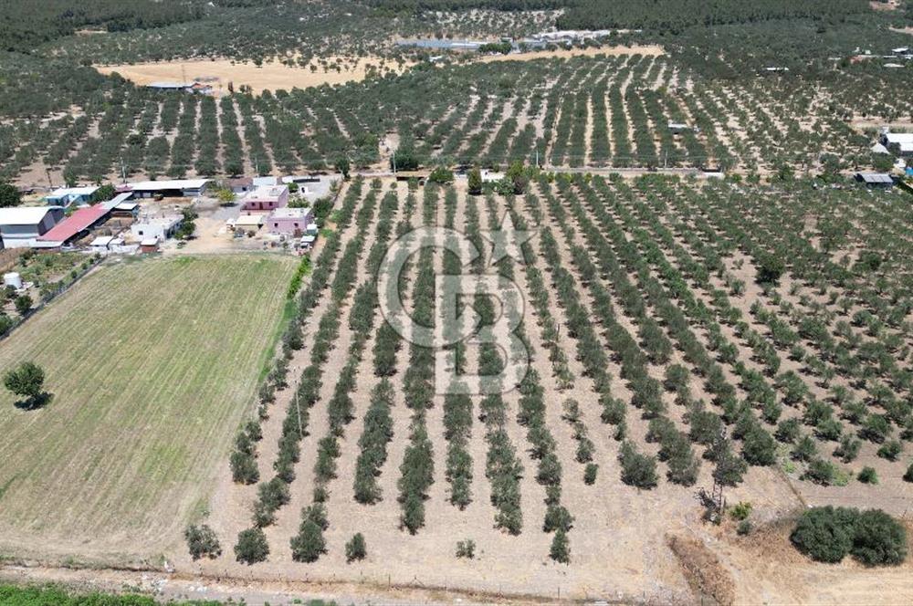 FOÇA ILIPINAR’DA MUHTEŞEM KONUMDA TARLA