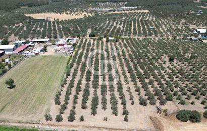 FOÇA ILIPINAR’DA MUHTEŞEM KONUMDA TARLA