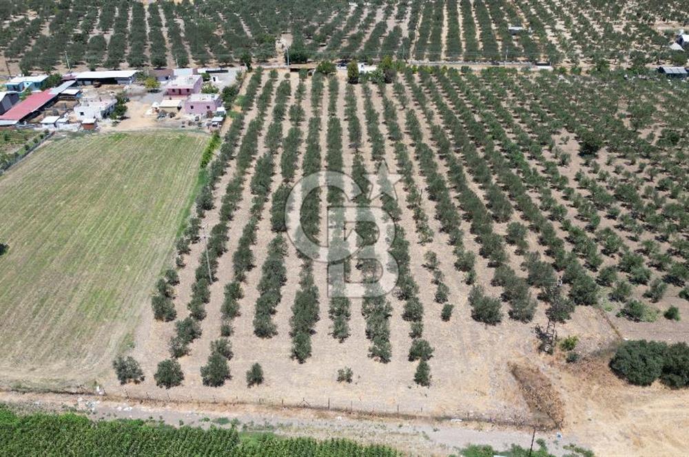 FOÇA ILIPINAR’DA MUHTEŞEM KONUMDA TARLA