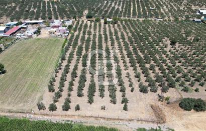 FOÇA ILIPINAR’DA MUHTEŞEM KONUMDA TARLA