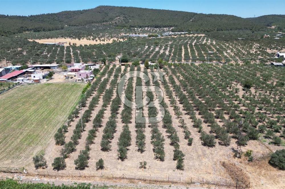 FOÇA ILIPINAR’DA MUHTEŞEM KONUMDA TARLA