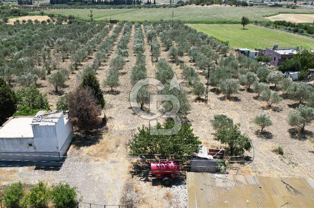 FOÇA ILIPINAR’DA MUHTEŞEM KONUMDA TARLA