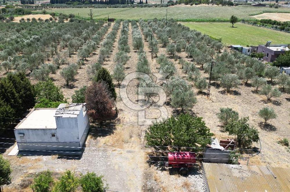 FOÇA ILIPINAR’DA MUHTEŞEM KONUMDA TARLA