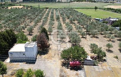 FOÇA ILIPINAR’DA MUHTEŞEM KONUMDA TARLA