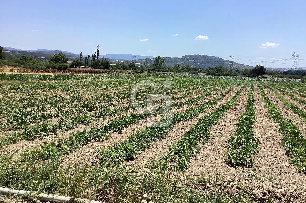 YENİ YAPILACAK OTOBAN YANİ, KADASTRAL YOLA CEPHELİ SATILIK TARLA