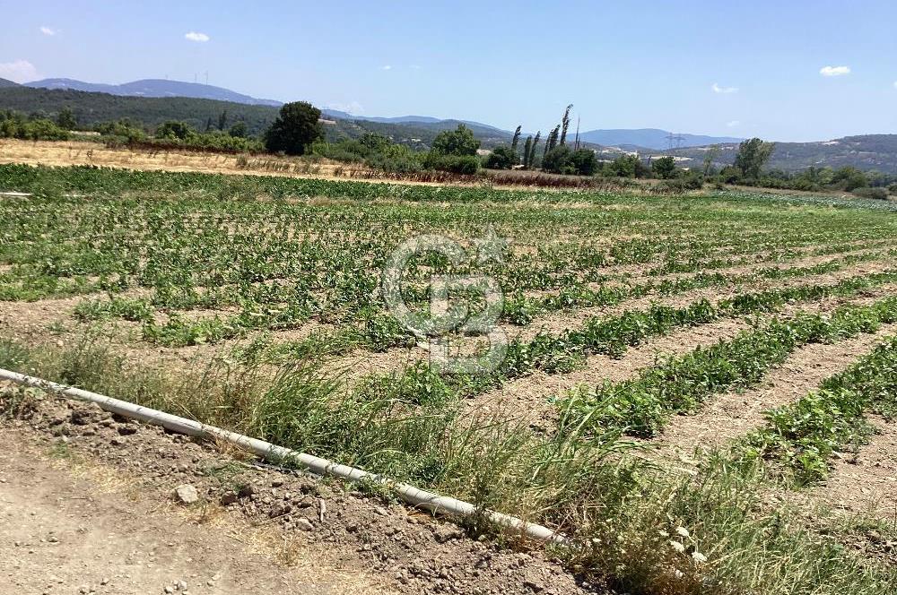 YENİ YAPILACAK OTOBAN YANİ, KADASTRAL YOLA CEPHELİ SATILIK TARLA