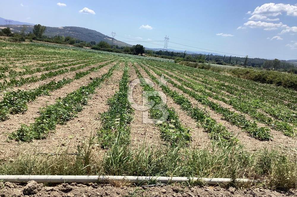 YENİ YAPILACAK OTOBAN YANİ, KADASTRAL YOLA CEPHELİ SATILIK TARLA