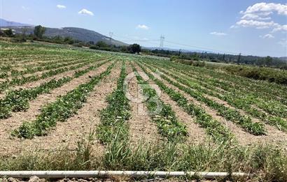 YENİ YAPILACAK OTOBAN YANİ, KADASTRAL YOLA CEPHELİ SATILIK TARLA