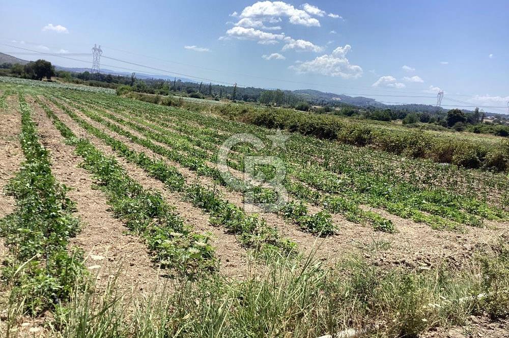 YENİ YAPILACAK OTOBAN YANİ, KADASTRAL YOLA CEPHELİ SATILIK TARLA