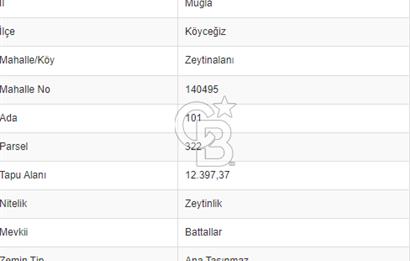 Köyceğiz Zeytinalanın da Göl Manzaralı zeytinlik