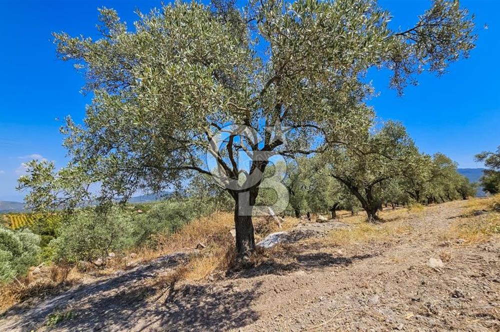 KUŞADASI ÇINARKÖY SATILIK MÜSTAKİL PARSEL ZEYTİNLİK