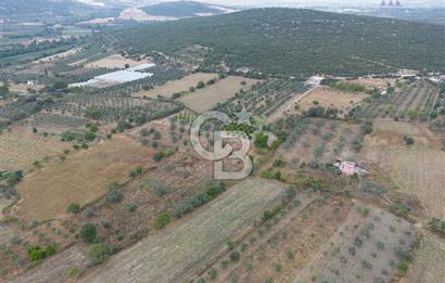 MUĞLA YATAĞAN TURGUT' TA SATILIK 17.792 m2 SU KUYUSU BULUNAN ZEYTINLIK