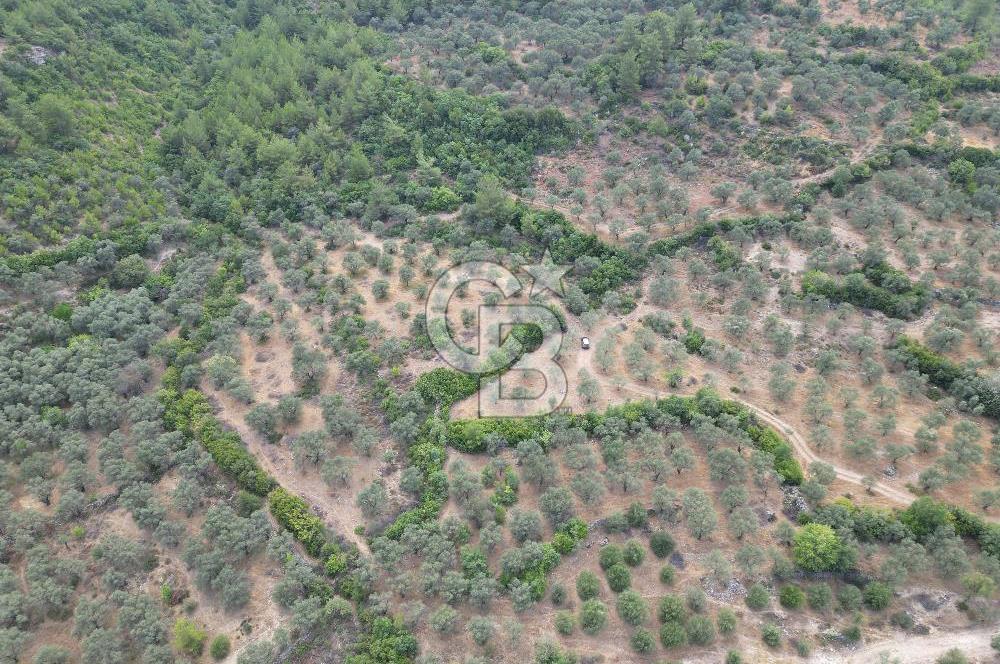 MUĞLA YATAĞAN BÖLGESİNDE 20,563,53 m2 SATILIK TARLA