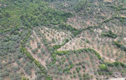 MUĞLA YATAĞAN BÖLGESİNDE 20,563,53 m2 SATILIK TARLA