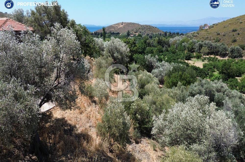 Karaburun Badembükü'nde Panoramik Deniz Manzaralı Zeytinlik