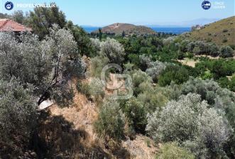 Karaburun Badembükü'nde Panoramik Deniz Manzaralı Zeytinlik