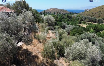 Karaburun Badembükü'nde Panoramik Deniz Manzaralı Zeytinlik