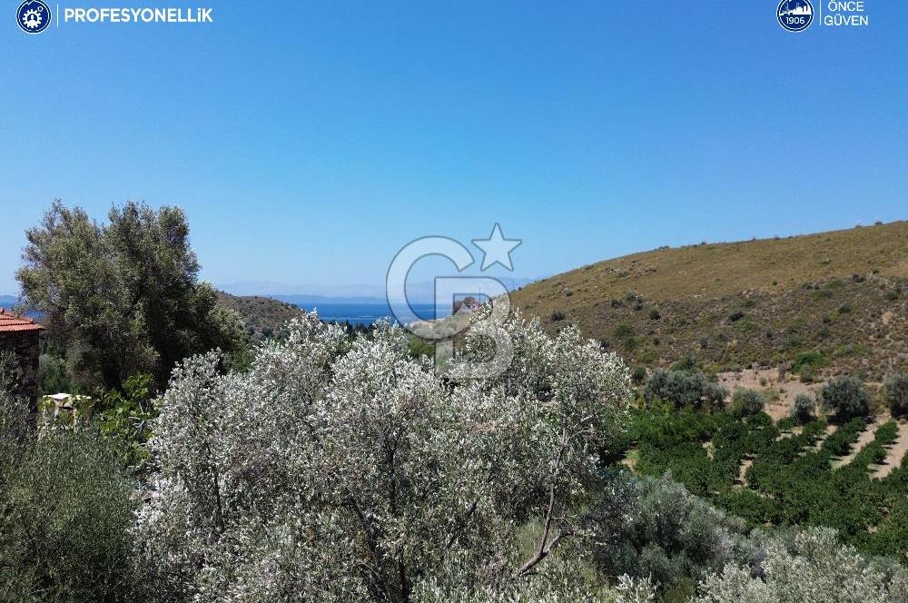 Karaburun Badembükü'nde Panoramik Deniz Manzaralı Zeytinlik