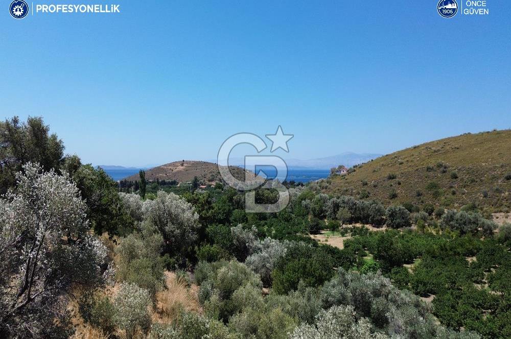 Karaburun Badembükü'nde Panoramik Deniz Manzaralı Zeytinlik