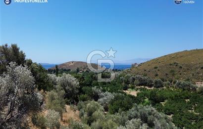 Karaburun Badembükü'nde Panoramik Deniz Manzaralı Zeytinlik