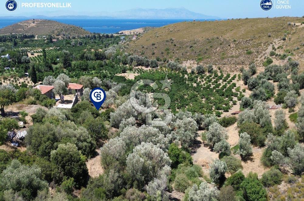 Karaburun Badembükü'nde Panoramik Deniz Manzaralı Zeytinlik