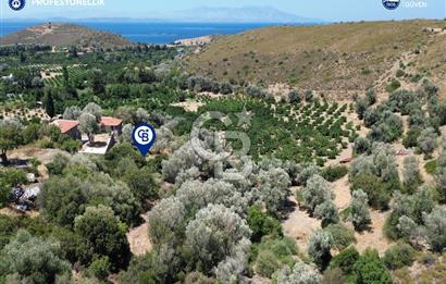 Karaburun Badembükü'nde Panoramik Deniz Manzaralı Zeytinlik