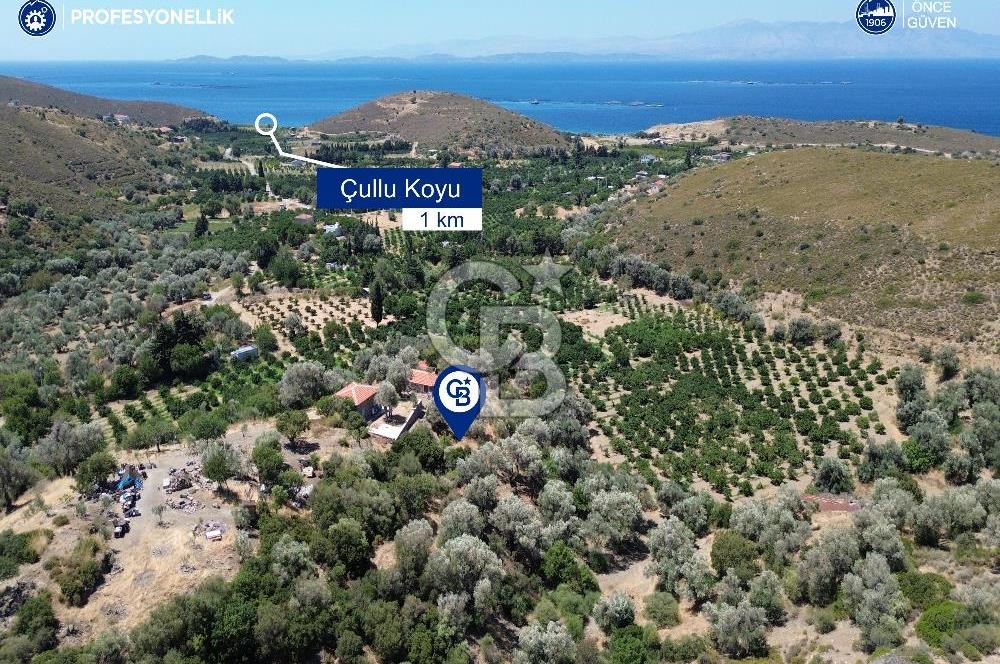 Karaburun Badembükü'nde Panoramik Deniz Manzaralı Zeytinlik