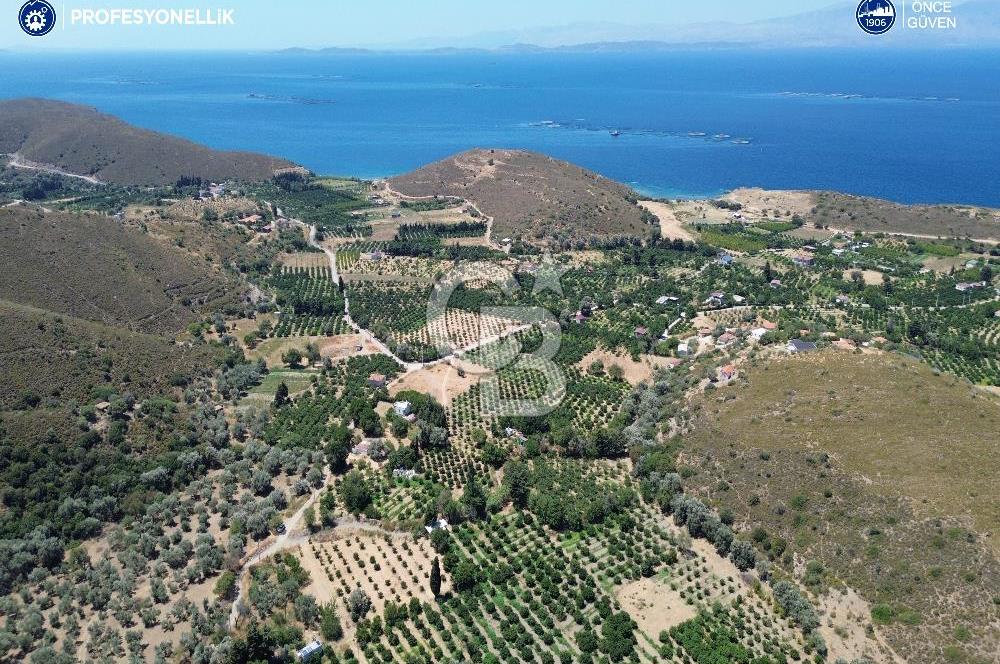 Karaburun Badembükü'nde Panoramik Deniz Manzaralı Zeytinlik