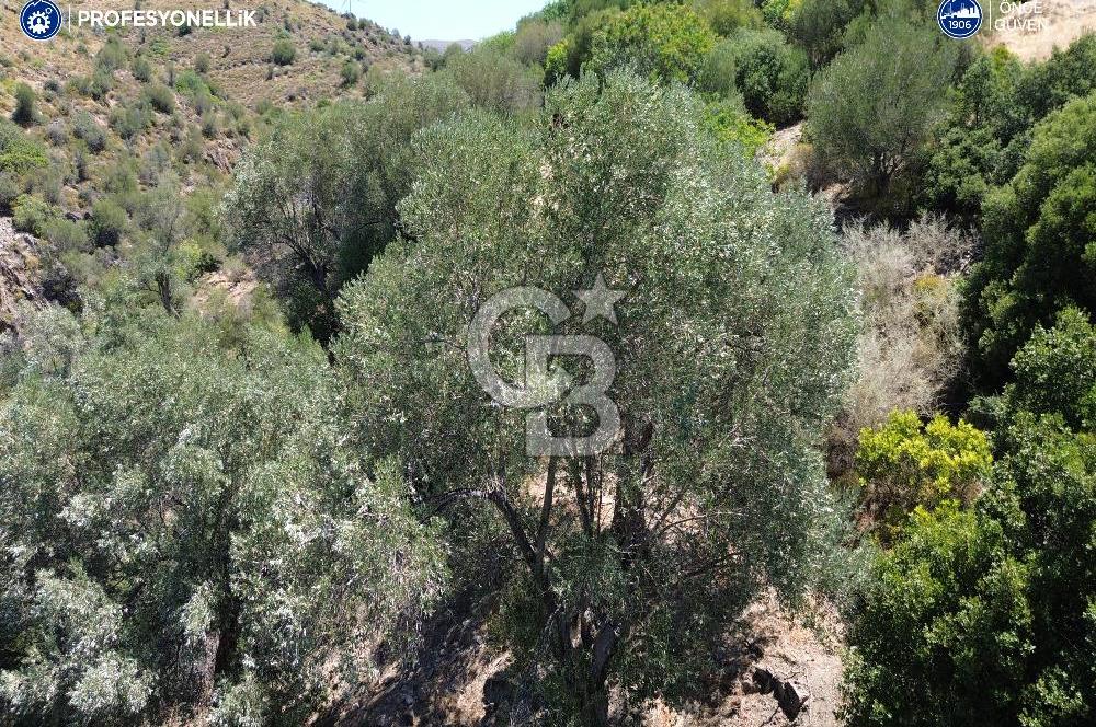 Karaburun Badembükü'nde Panoramik Deniz Manzaralı Zeytinlik