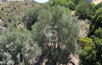 Karaburun Badembükü'nde Panoramik Deniz Manzaralı Zeytinlik