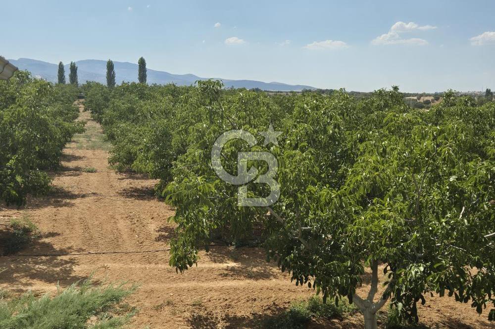 Uşak Eşme'de Satılık Ceviz Tarlası ve Müstakil Ev