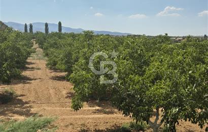 Uşak Eşme'de Satılık Ceviz Tarlası ve Müstakil Ev