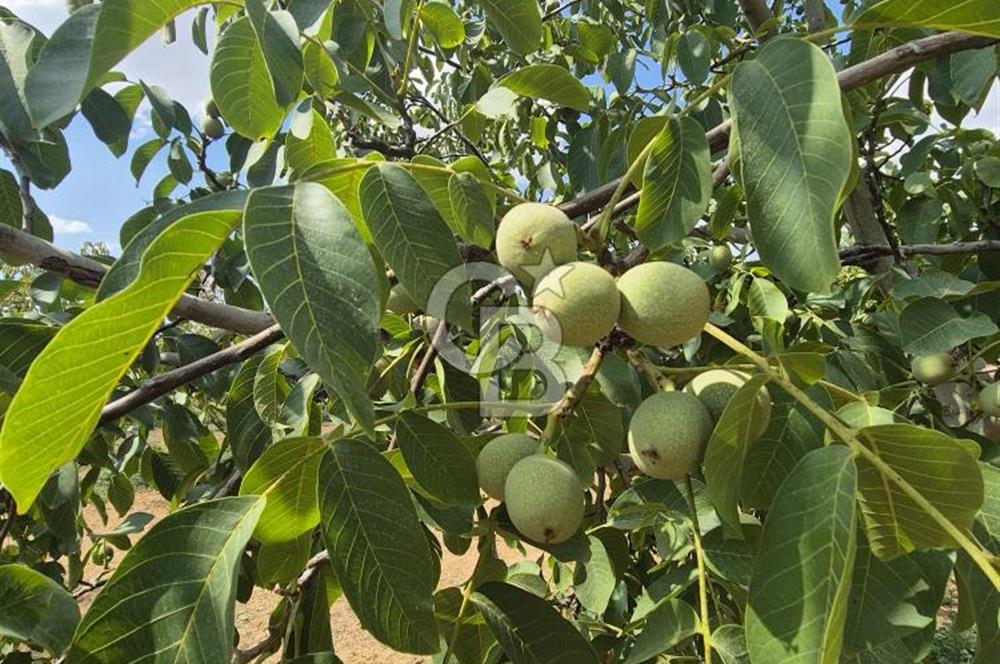 Uşak Eşme'de Satılık Ceviz Tarlası ve Müstakil Ev