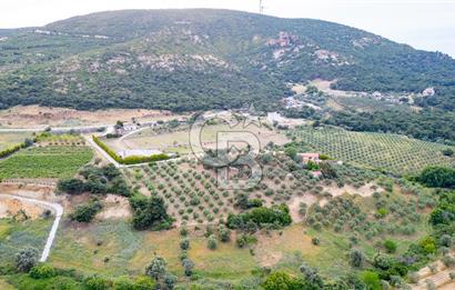 Foça Kozbeyli Mevkiinde Satılık Tarla