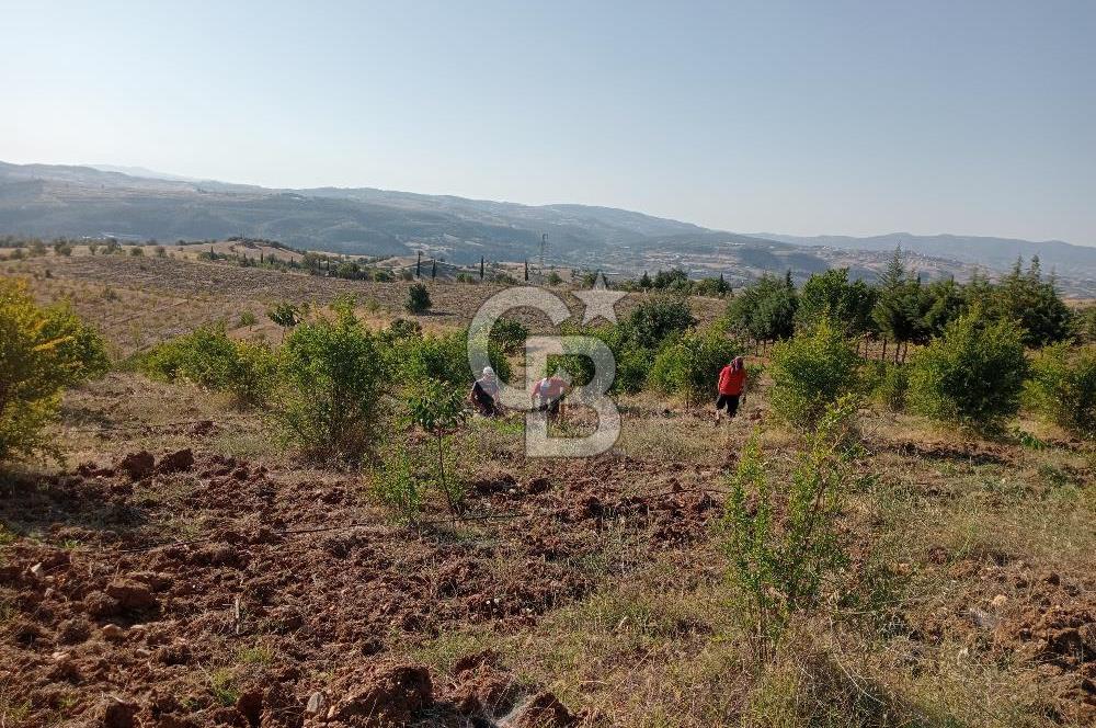 Manisa Gördes’te Ceviz, Badem ve Meyve Bahcesi