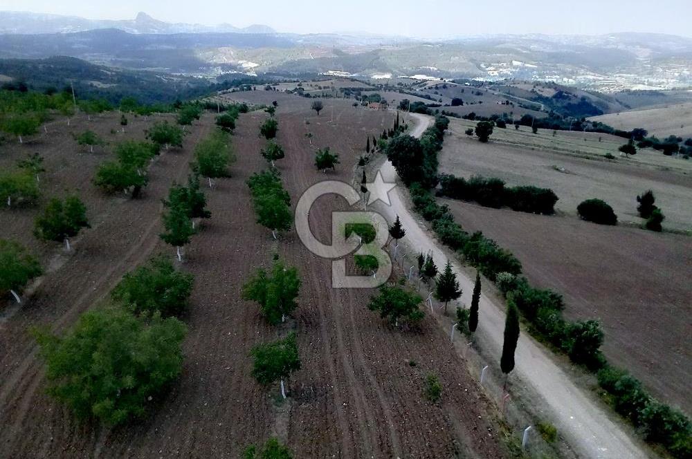 Manisa Gördes’te Ceviz, Badem ve Meyve Bahcesi